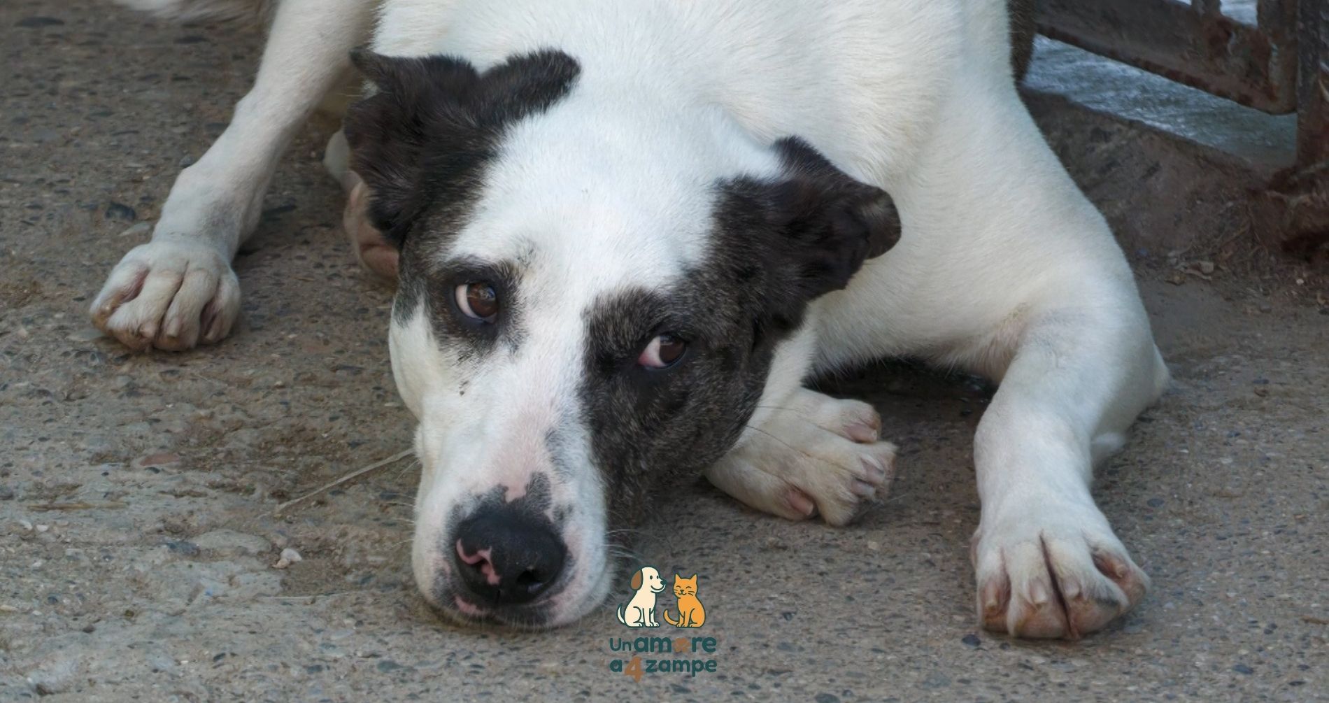 Il canile di Calcinatello